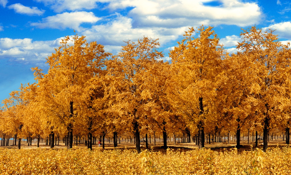 "一叶一世界"邳州市第四届银杏美景全国摄影大展 摄影创作采风活动免