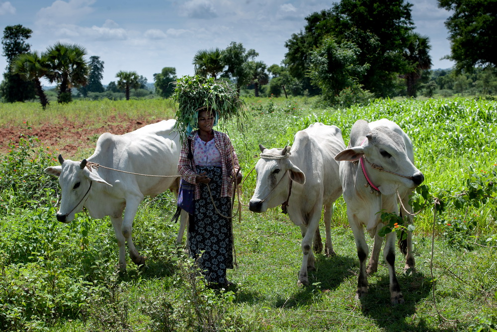 缅甸驼峰牛印象