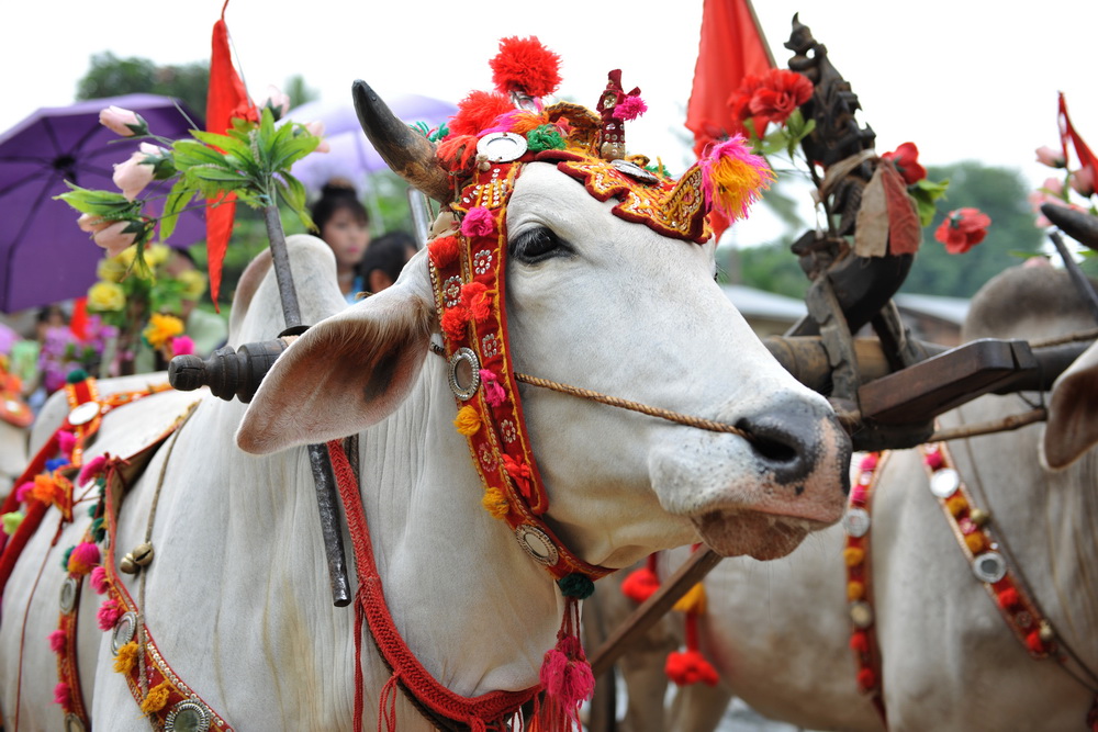 缅甸驼峰牛印象