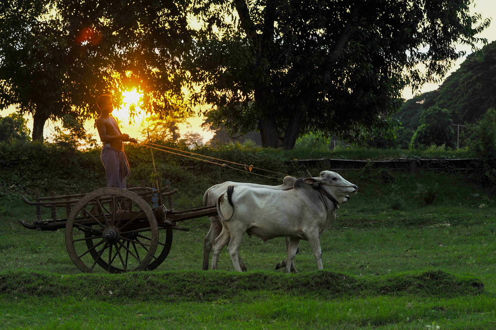 缅甸驼峰牛印象