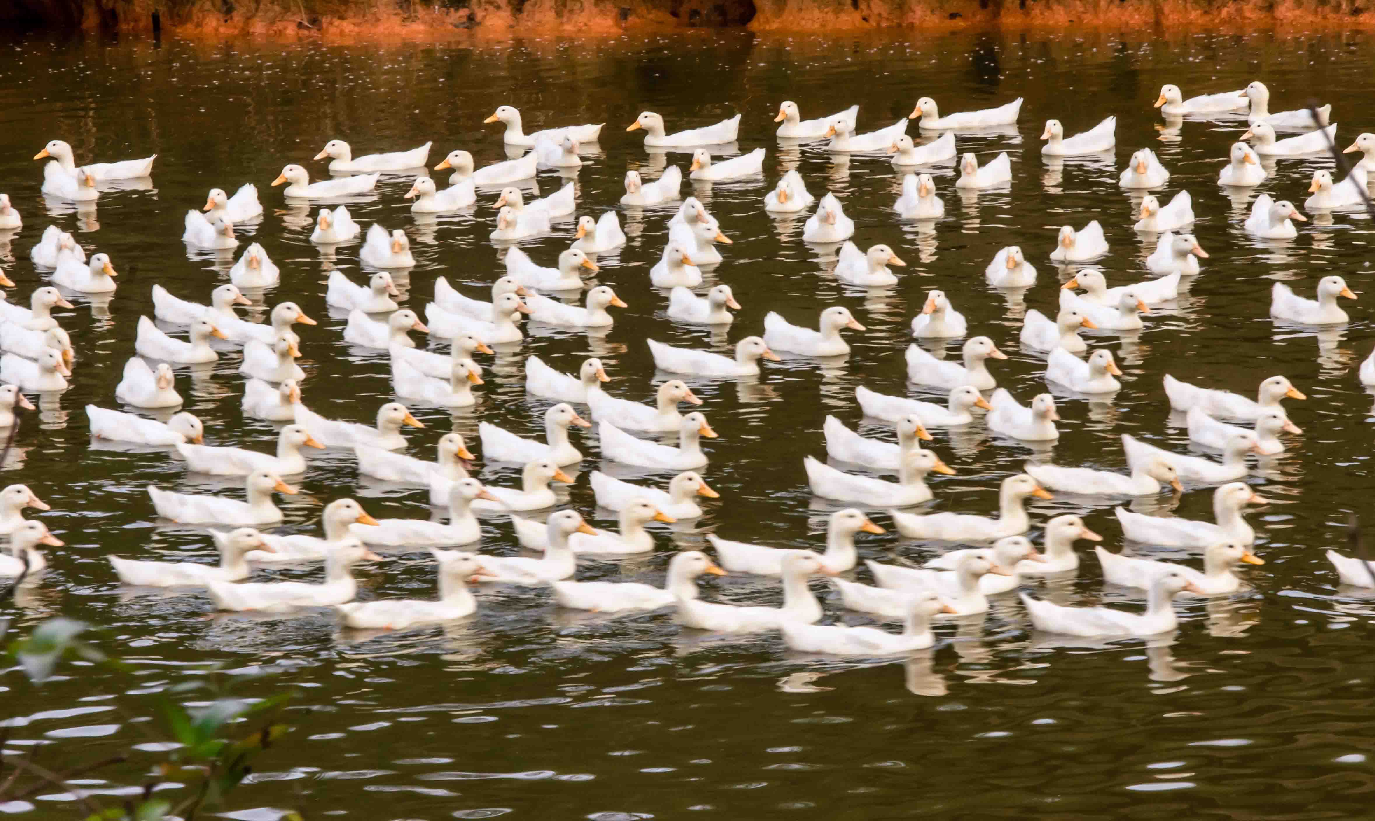 在领头鸭的带领下,群鸭摆出了优美造型,令人诧异