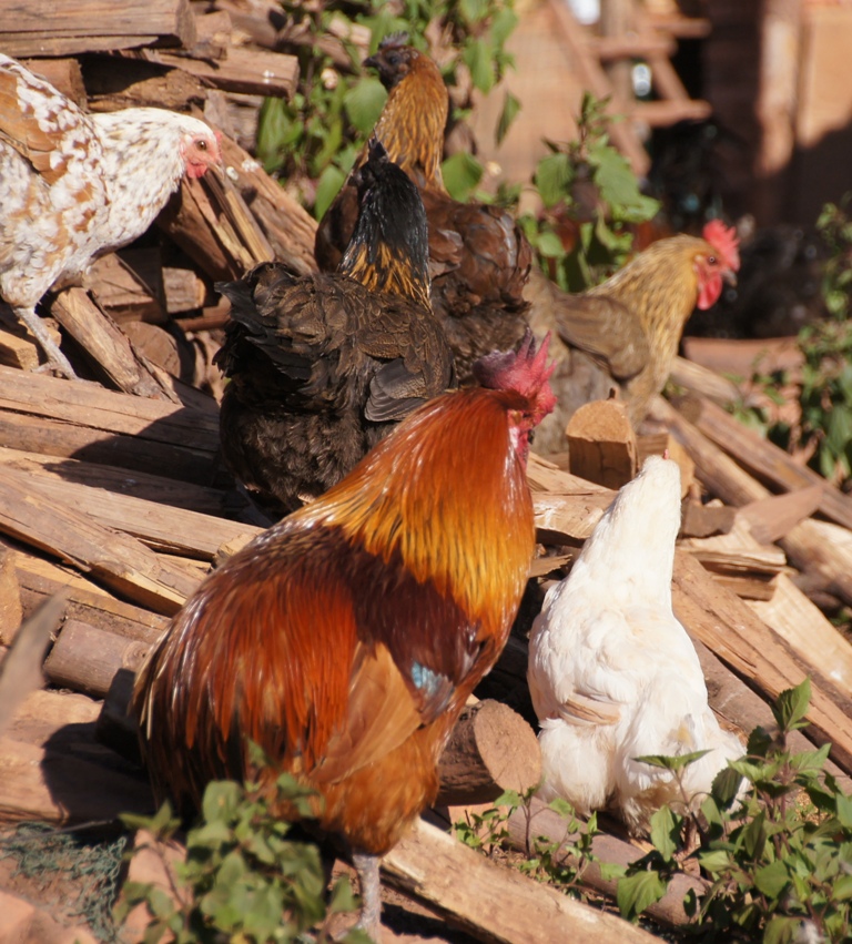 镇沅瓢鸡 - 大众摄影网