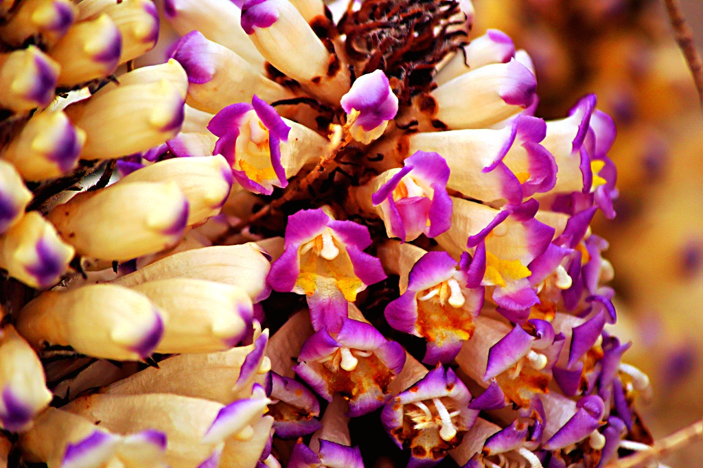 额济纳旗玛宁查干人工肉苁蓉采种基地的苁蓉花,每一的五,一后开花