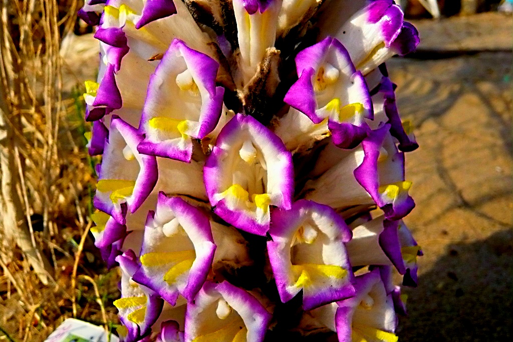 额济纳旗玛宁查干人工肉苁蓉采种基地的苁蓉花,每一的五,一后开花
