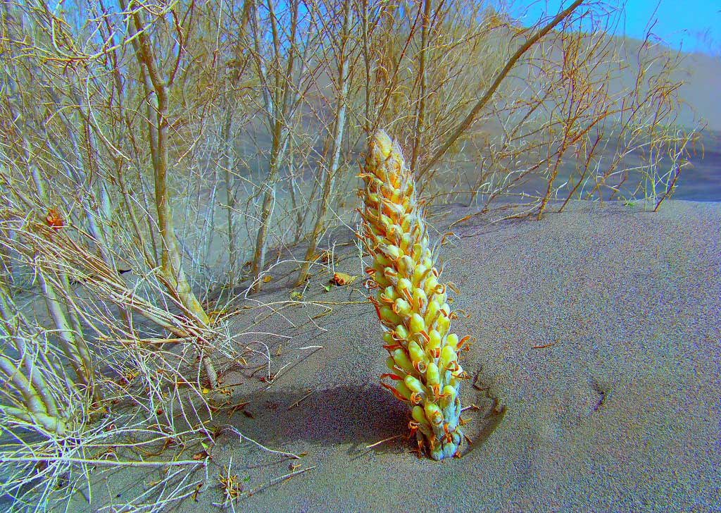 肉苁蓉花 - 大众摄影网