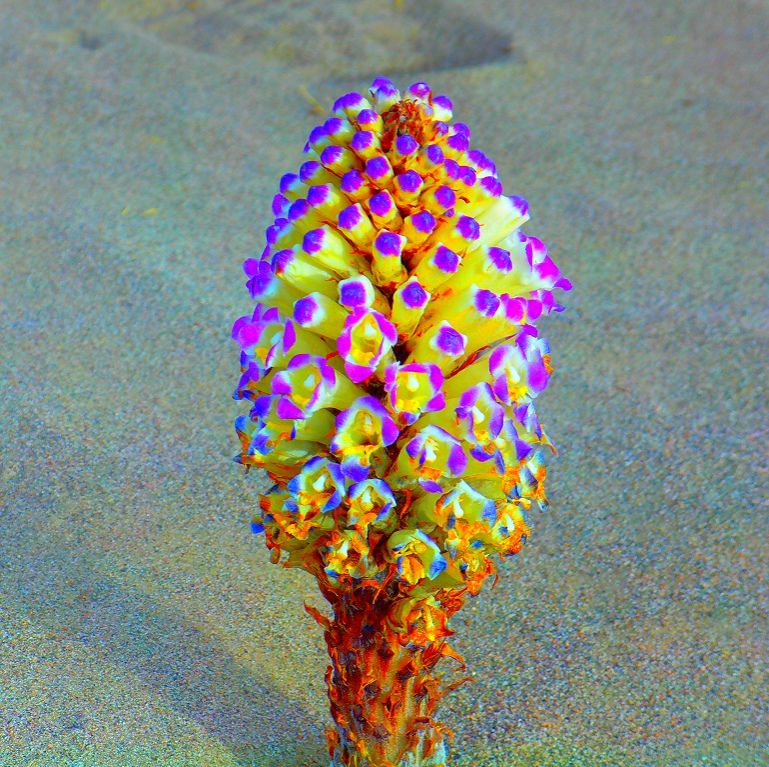 肉苁蓉花 - 大众摄影网