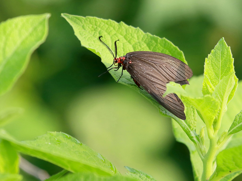 重阳木锦斑蛾 - 大众摄影网