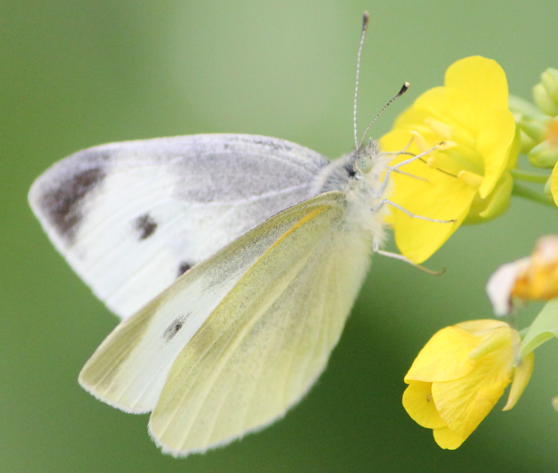 东山寺山脚的菜地里,一只东方菜粉蝶. - 务林人的春天 - 大众摄影网