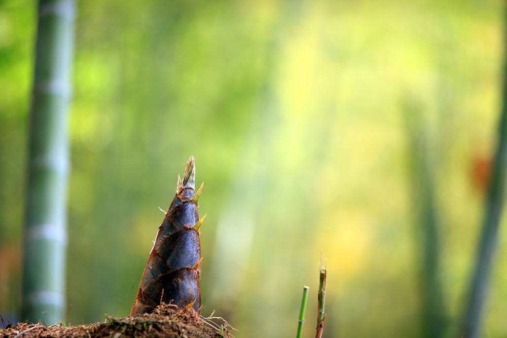 【雨后春笋】 - 大众摄影网