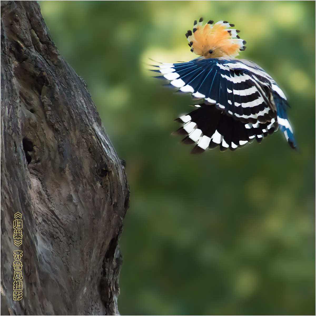 这是一只羽毛丰满的小戴胜返回生育它鸟窝的瞬间.