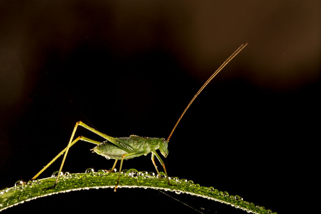 7 - 螳螂,螽斯,蝗虫 - 大众摄影网