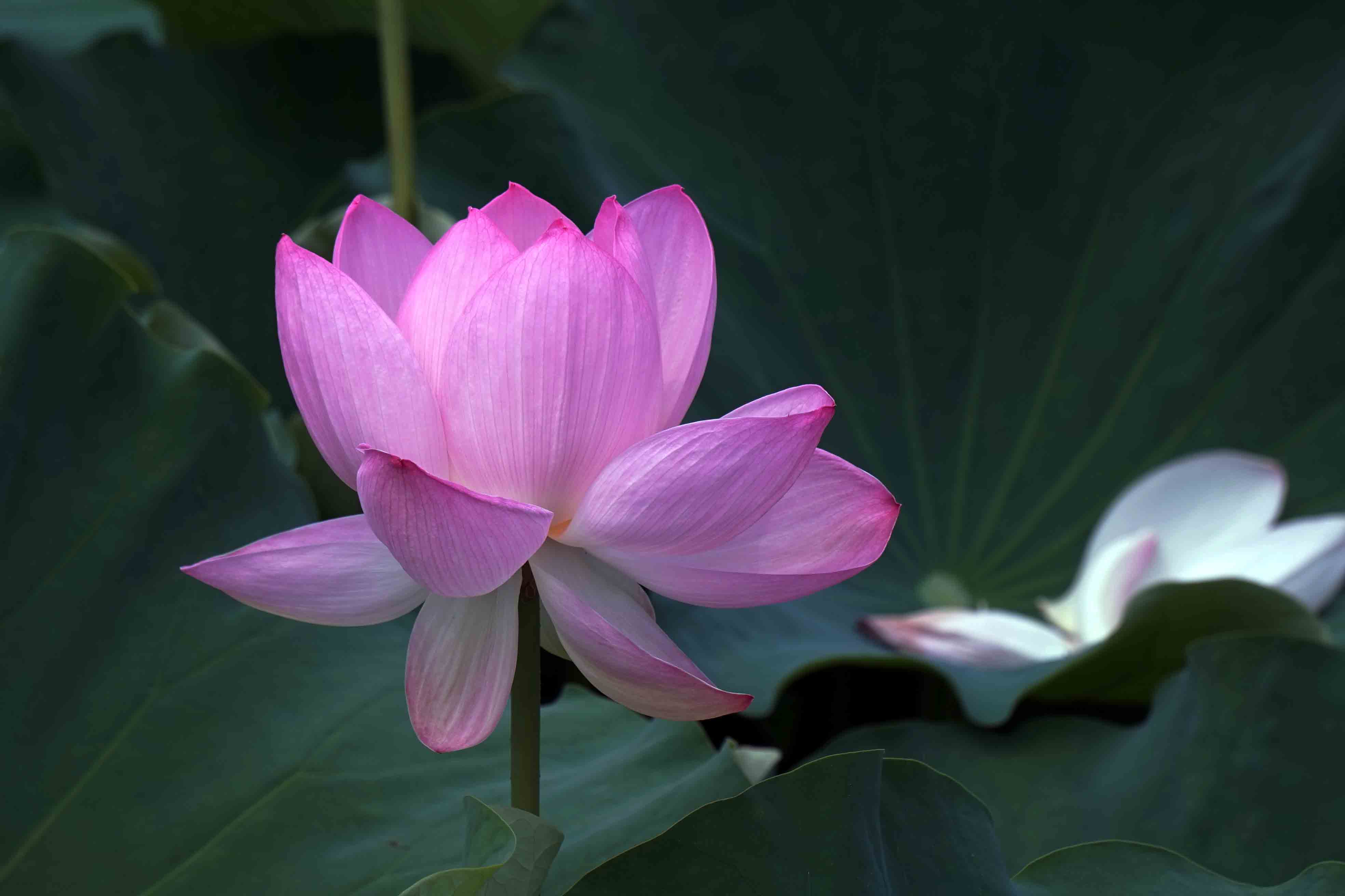 荷花- 大众摄影网