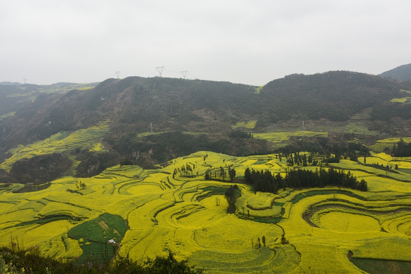 罗平螺丝田油菜花