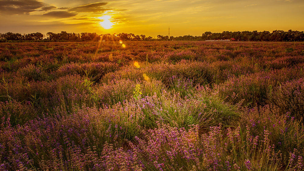 夕阳下的薰衣草 - 夕阳下的薰衣草 - 大众摄影网