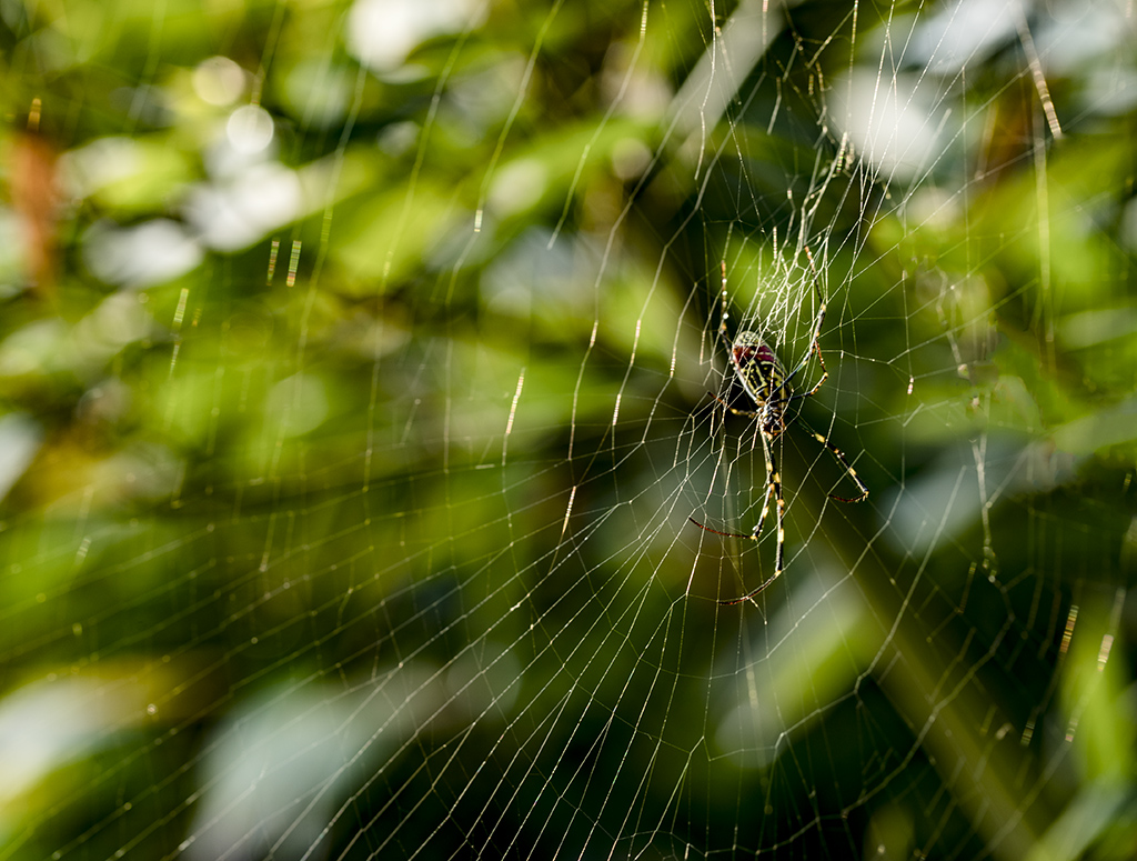 竹林蜘蛛 - 大众摄影网