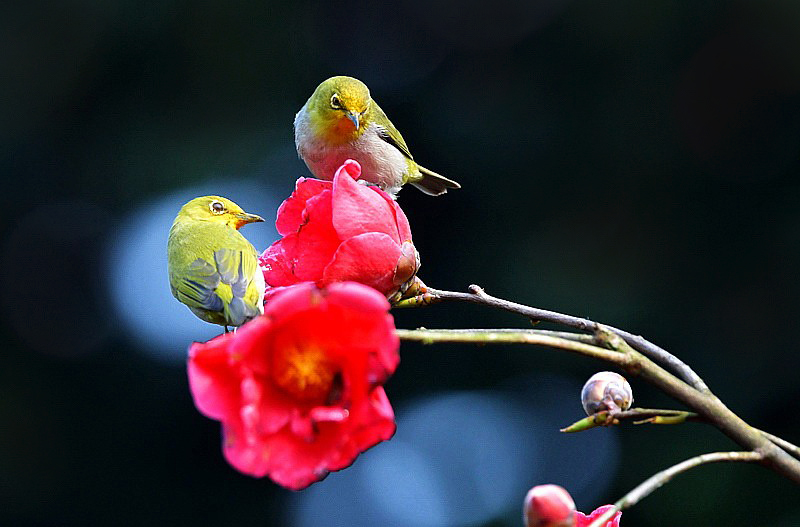 双鸟戏春花 - 大众摄影网