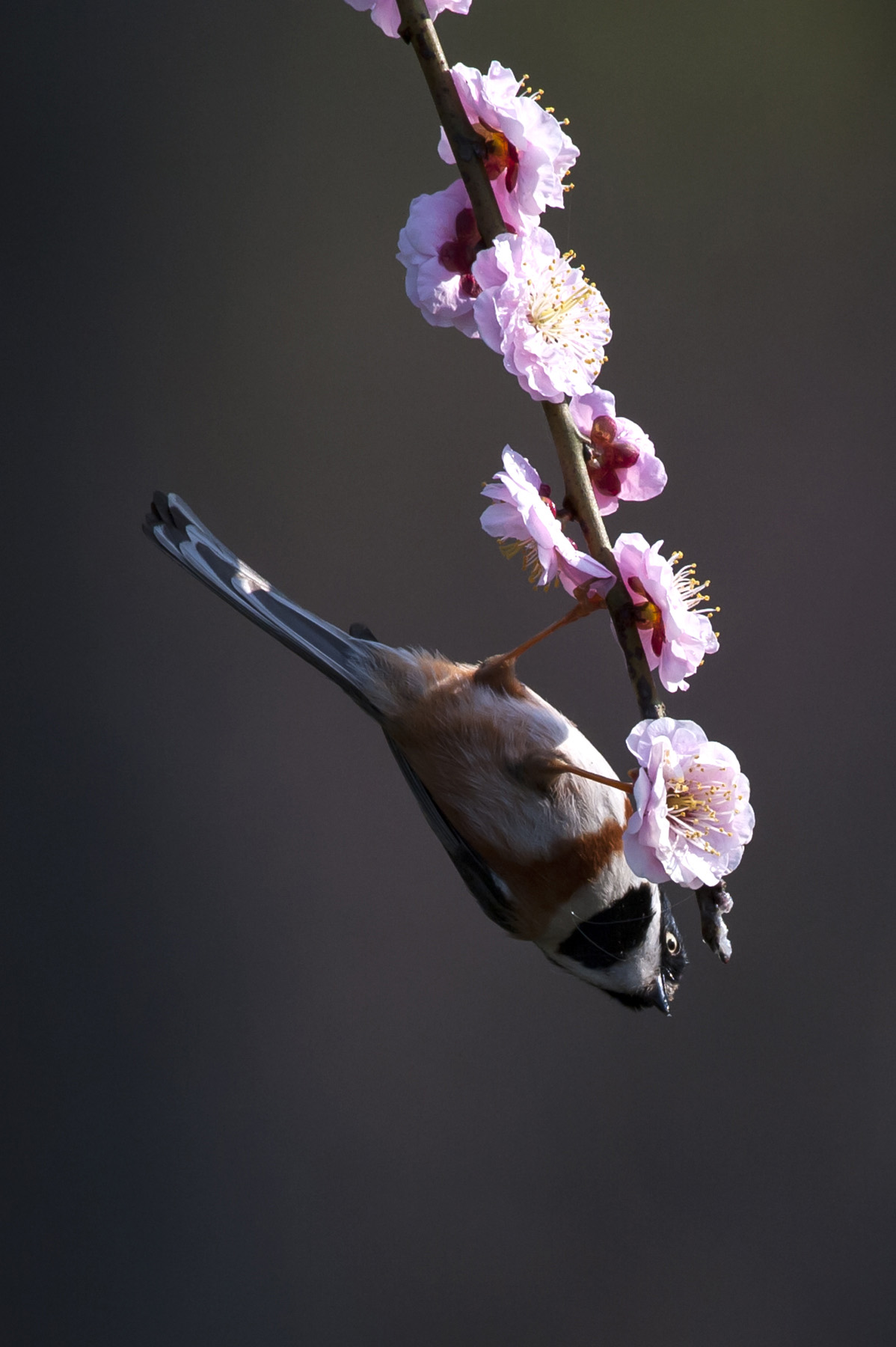 主题:尼康d7000求推荐拍鸟长焦镜头