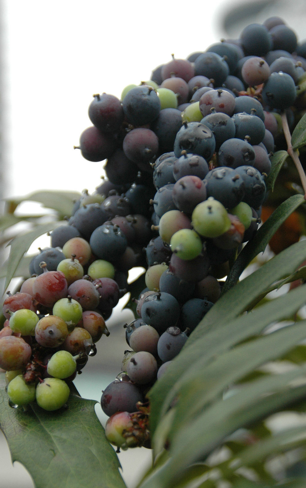 野山果 - 我的相册 - 大众摄影网