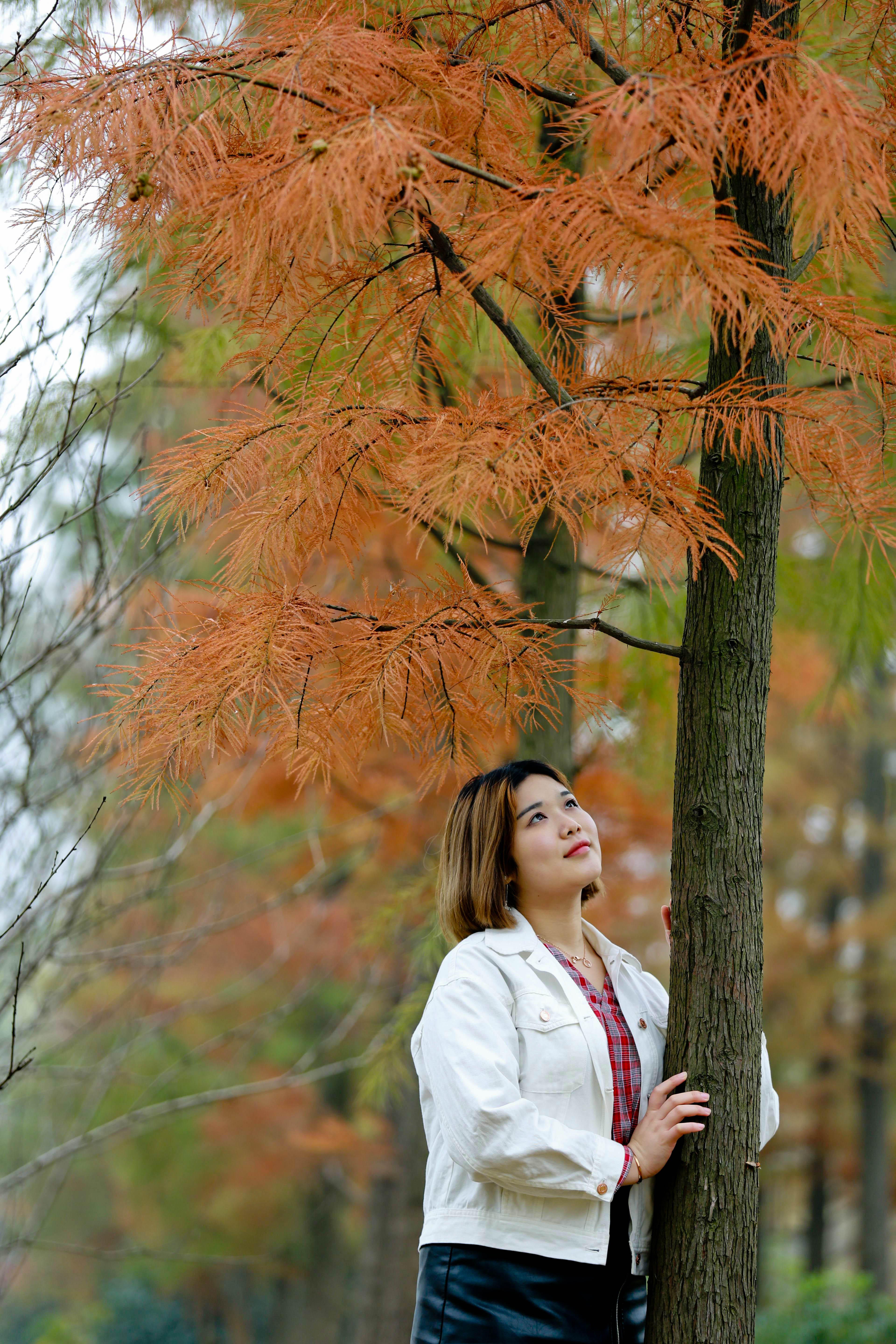 红杉树下拍美女 - 大众摄影网