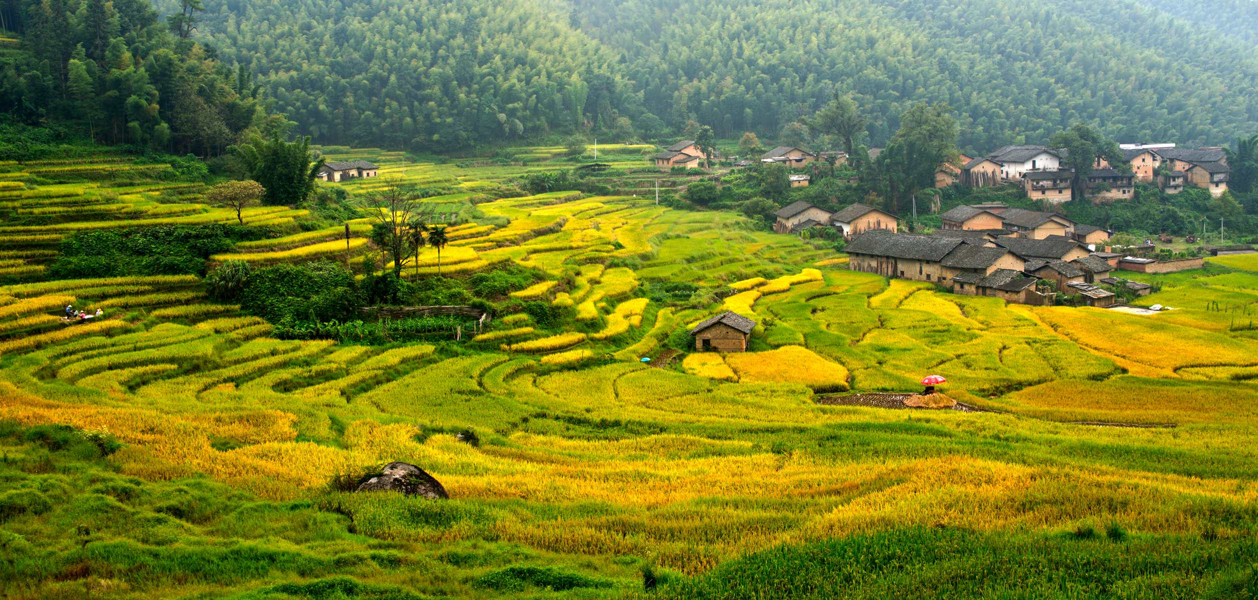 《金秋》拍摄点:韶关市仁化县扶溪镇 上离社村 拍摄时间:2013.09.15