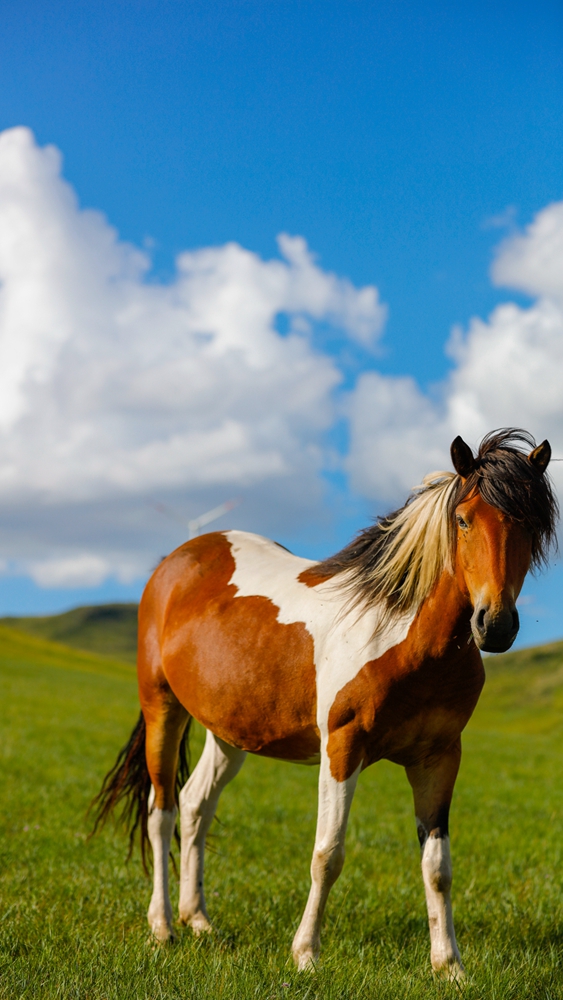 草原蒙古马 - 大众摄影网