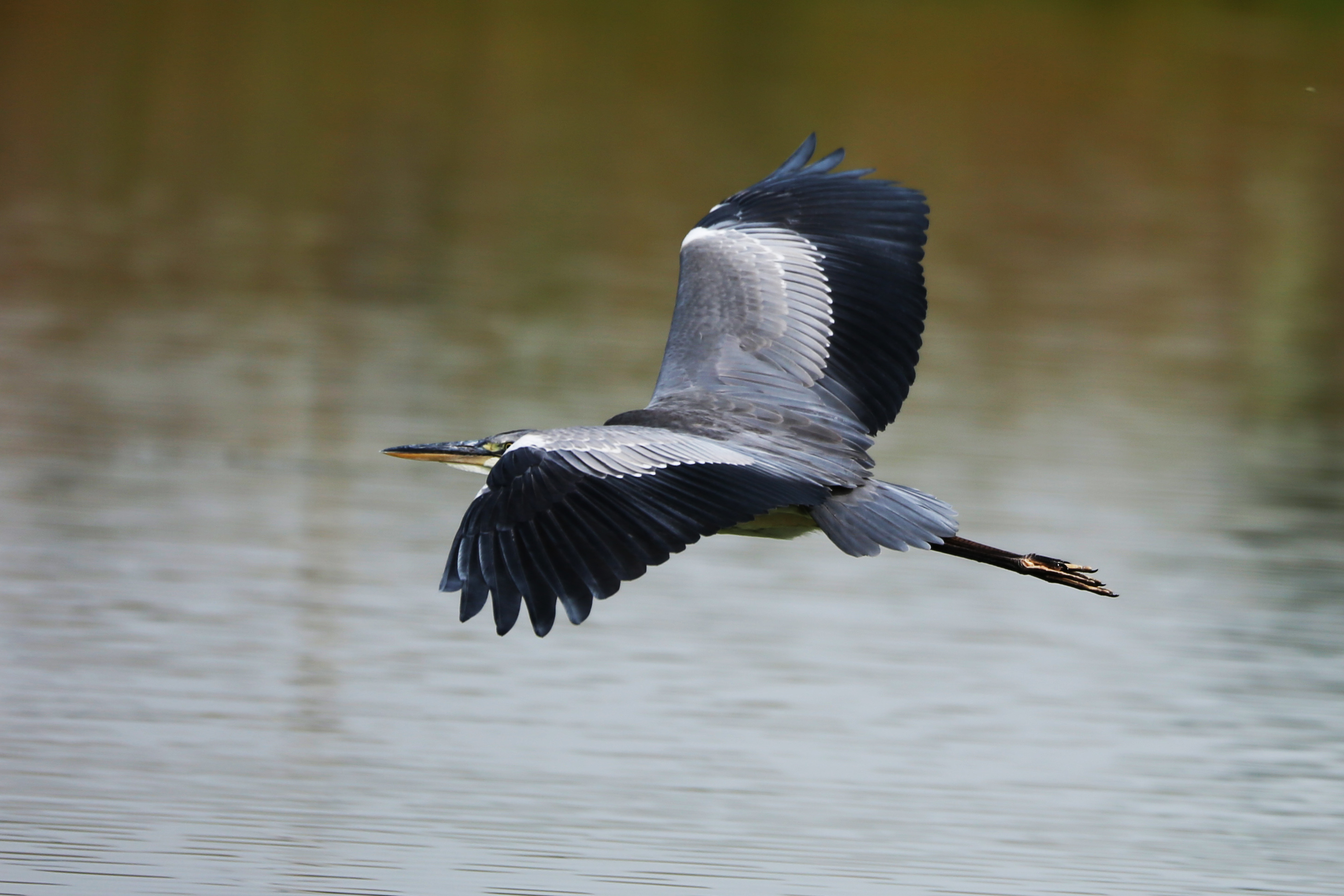 飞翔的苍鹭 - 康巴诺尔 - 大众摄影网