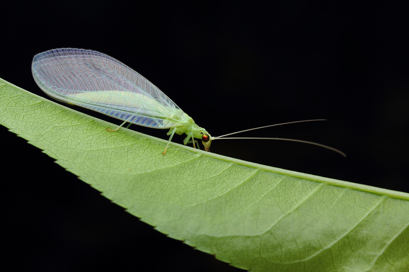 自然精灵集 - 大众摄影网