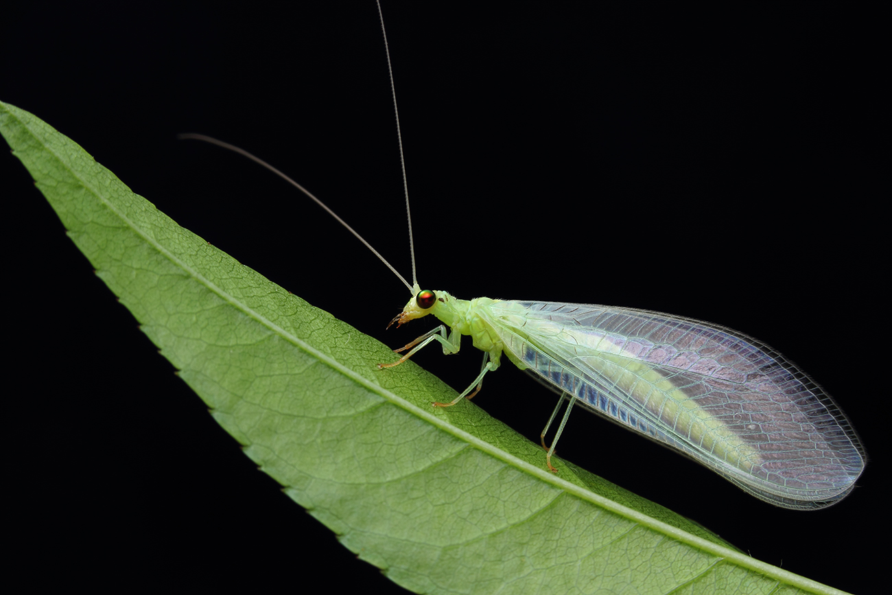 自然精灵集 - 大众摄影网