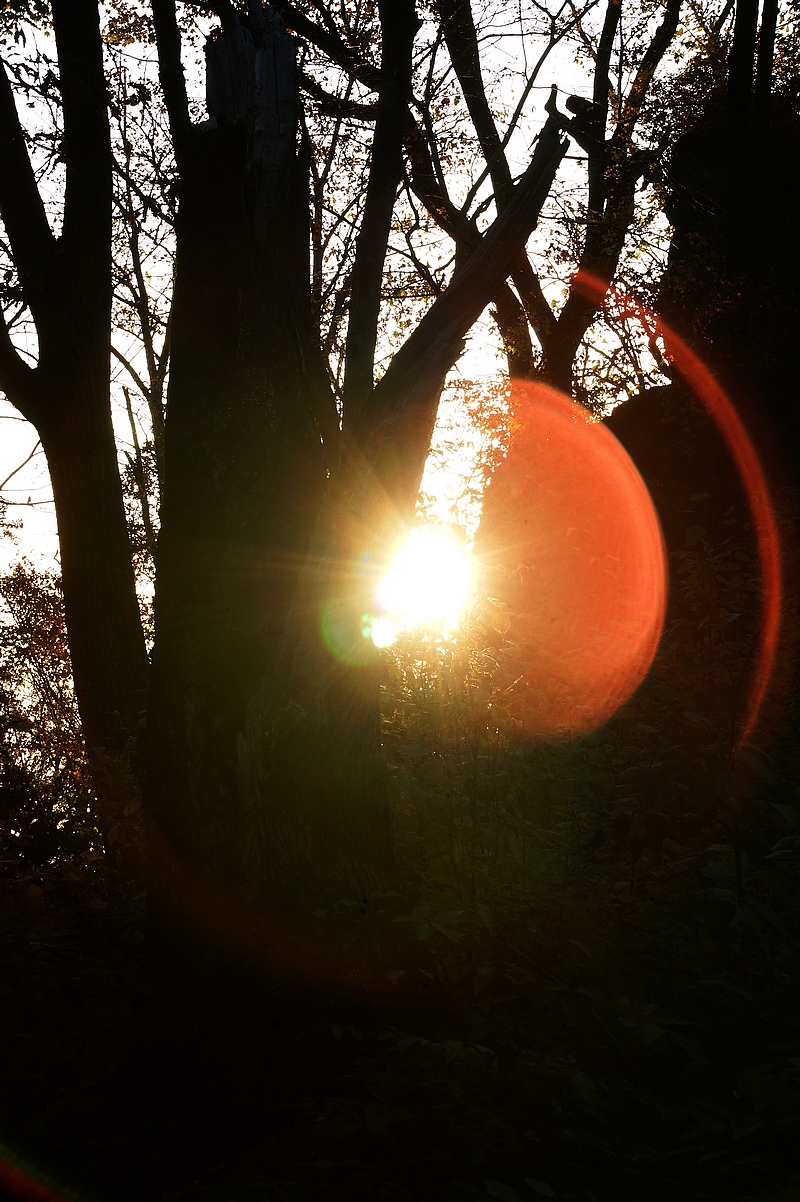 光晕-《大众摄影》俱乐部团体会员——黑龙江论坛俱乐部(1星)-大众