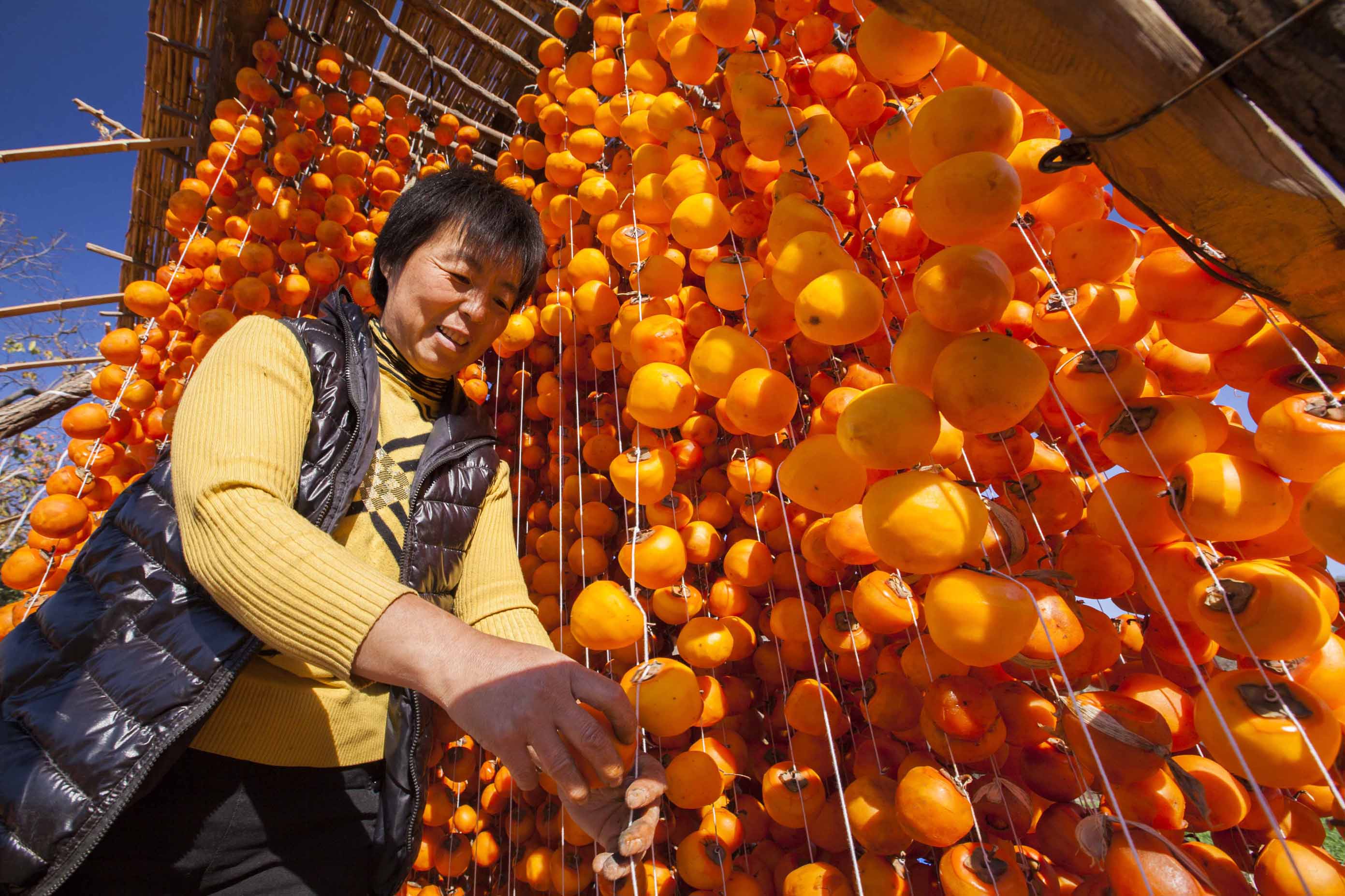 11月2日,山东省临朐县王坟镇上梢村村民在吊晒柿饼.