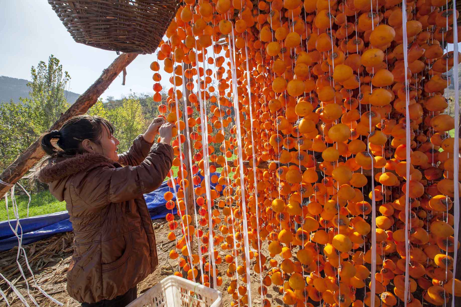 11月2日,山东省临朐县王坟镇上梢村村民在吊晒柿饼.