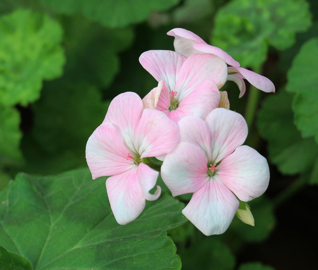 草本海棠花(一)