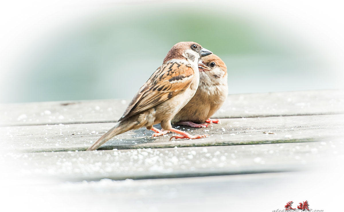 世上只有妈妈好【小麻雀的母爱】