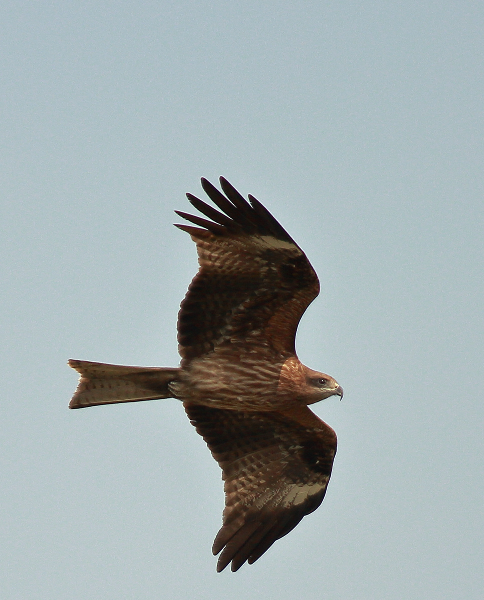 雄鹰展翅(组照)-《大众摄影》俱乐部团体会员——广东论坛俱乐部(3星)