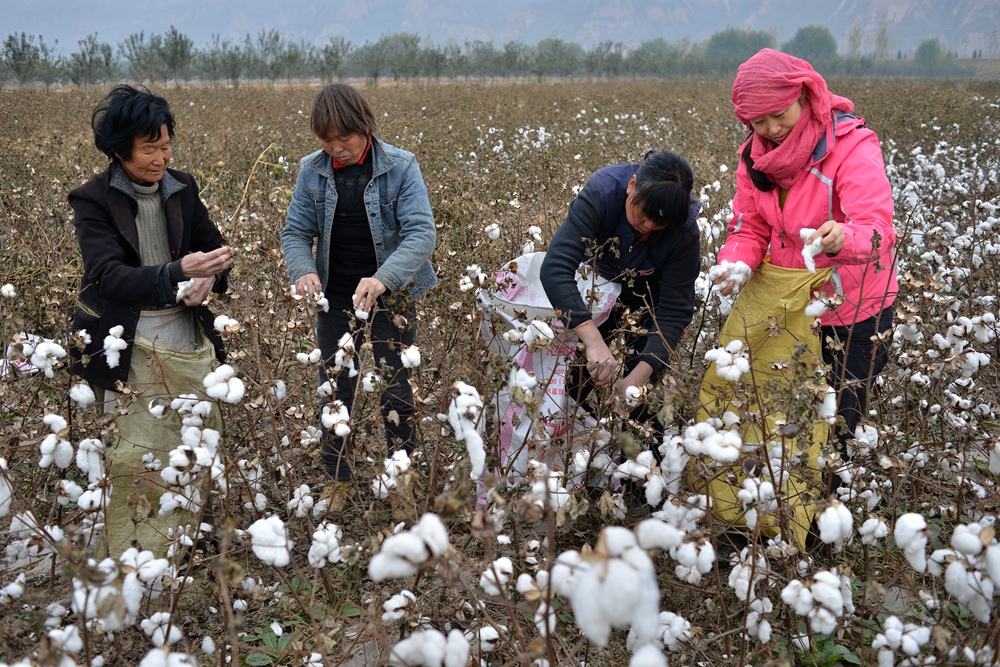 【农事农活】采棉花的婆姨们
