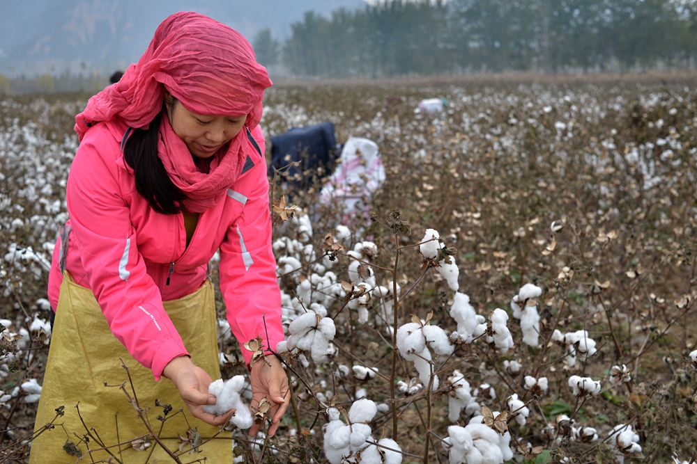 【农事农活】采棉花的婆姨们
