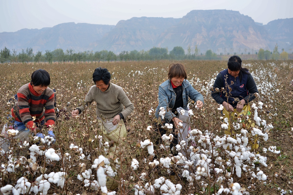 【农事农活】采棉花的婆姨们-《大众摄影》俱乐部团体会员——山西论