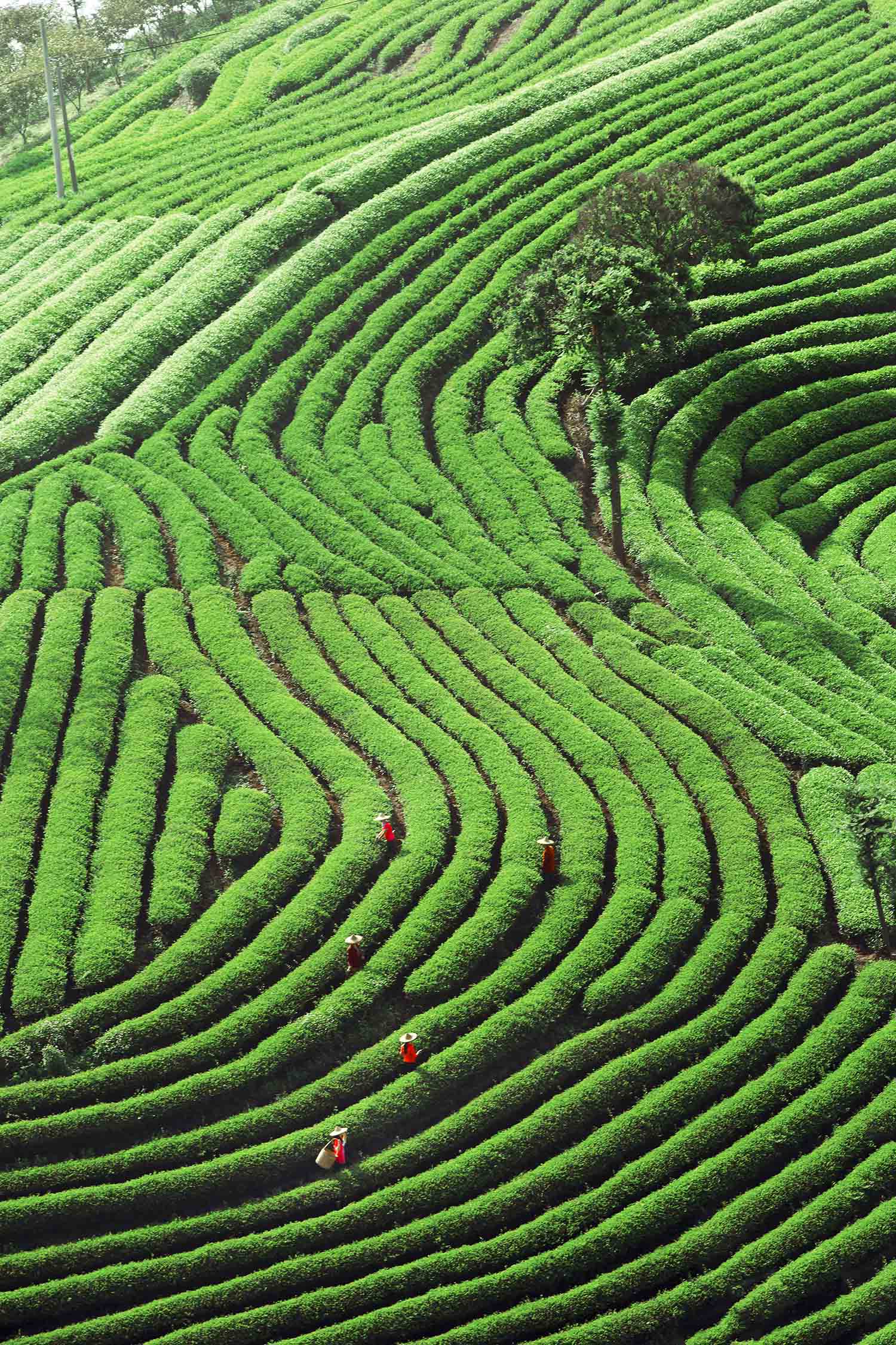 茶园韵律-《大众摄影》俱乐部团体会员——福建论坛俱乐部(3星)-大众
