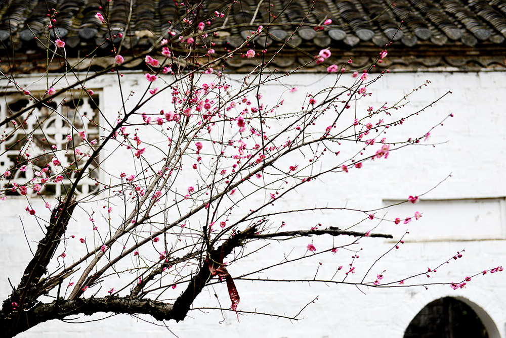 墙角数枝梅 凌寒独自开