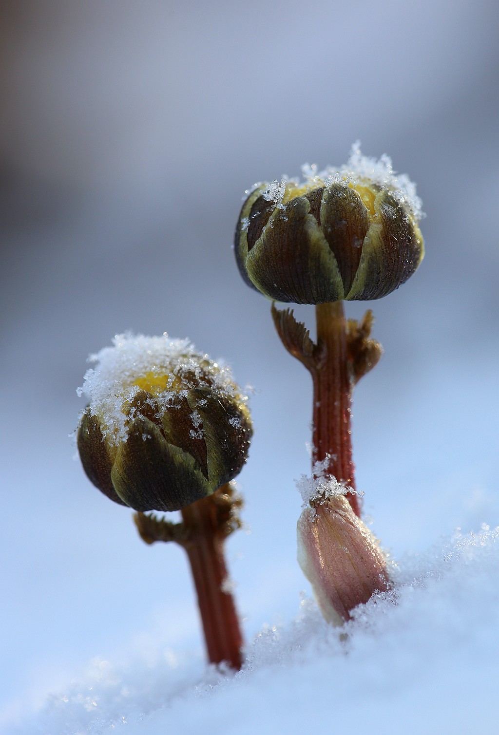 今天早上在雪中拍冰凌花