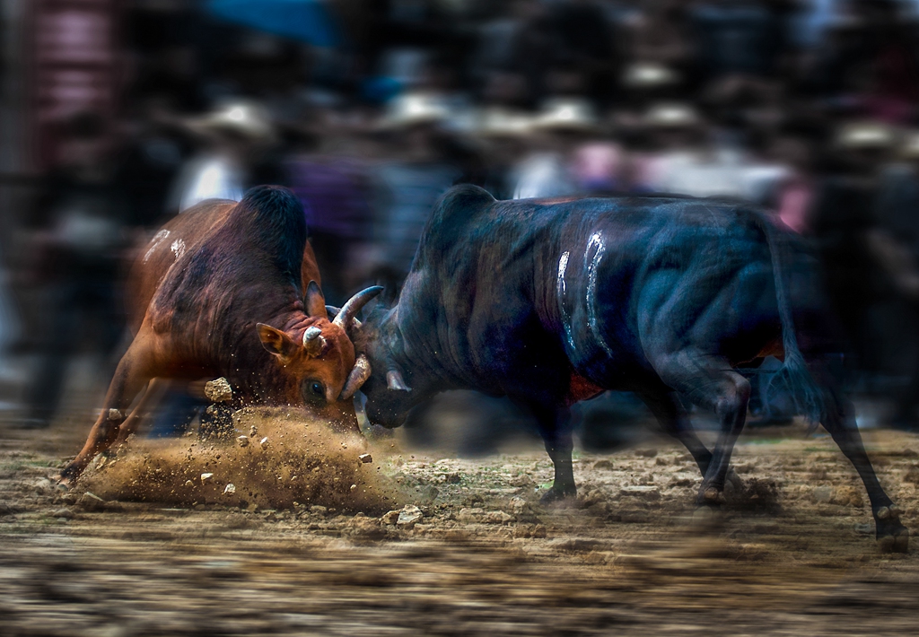 斗牛-《大众摄影》俱乐部团体会员——广西论坛俱乐部(3星)-大众摄影