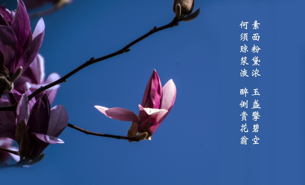 初春玉兰花争艳