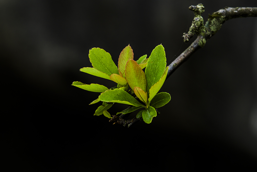 我是一棵小小树-《大众摄影》俱乐部团体会员——湖