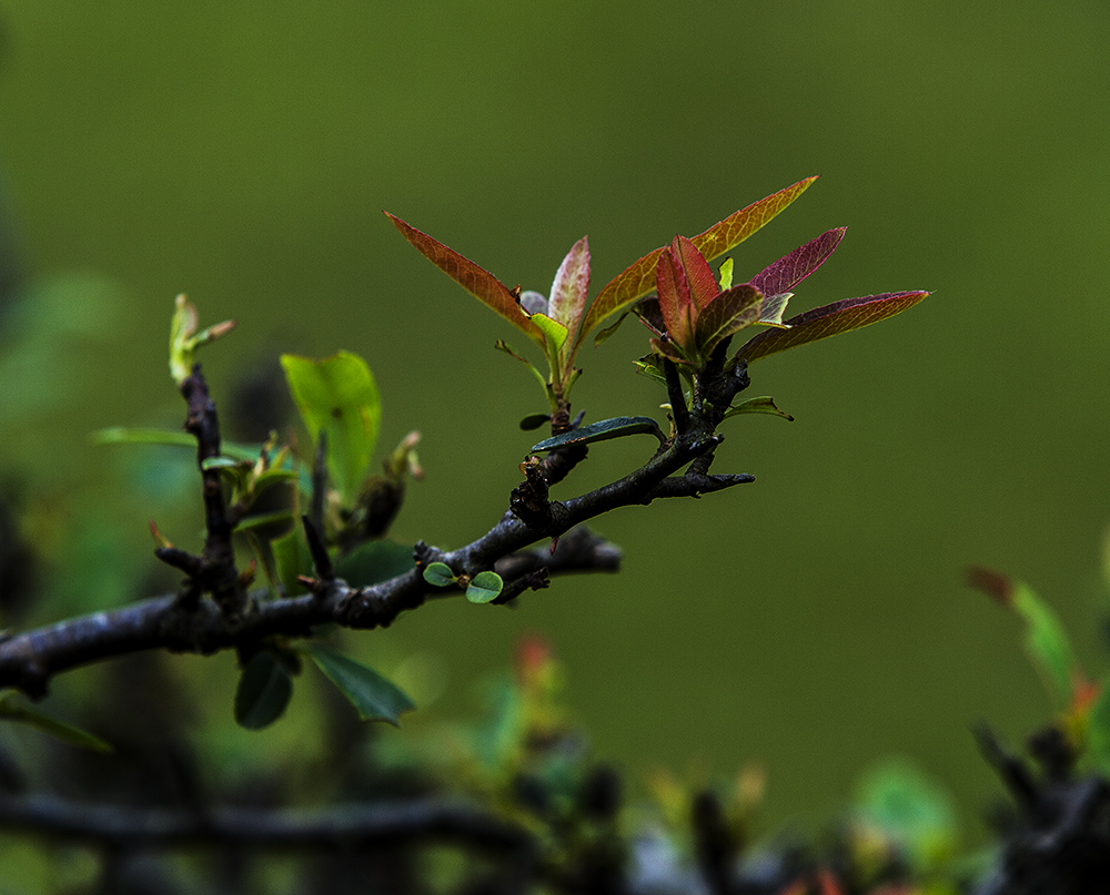 我是一棵小小树-《大众摄影》俱乐部团体会员——湖