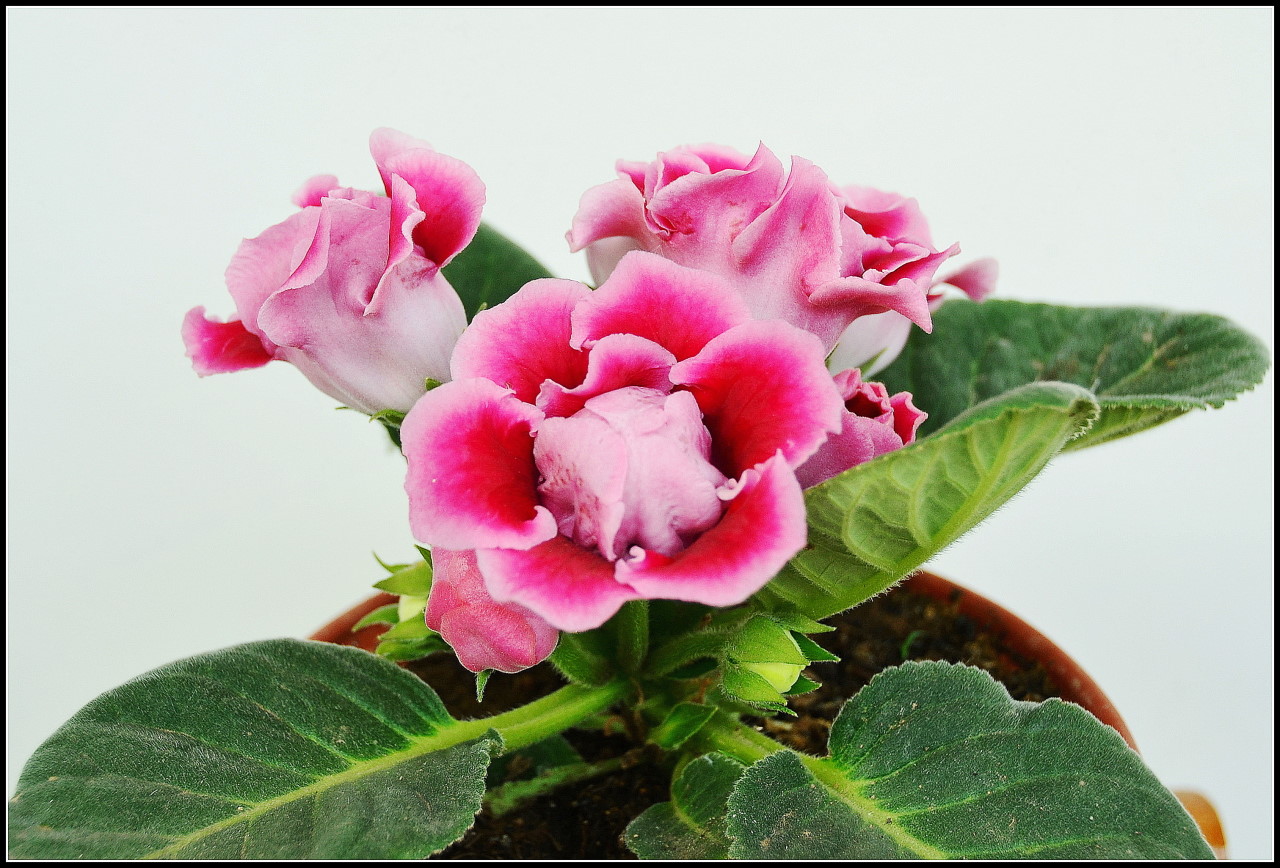 娇艳的盆栽芙蓉花