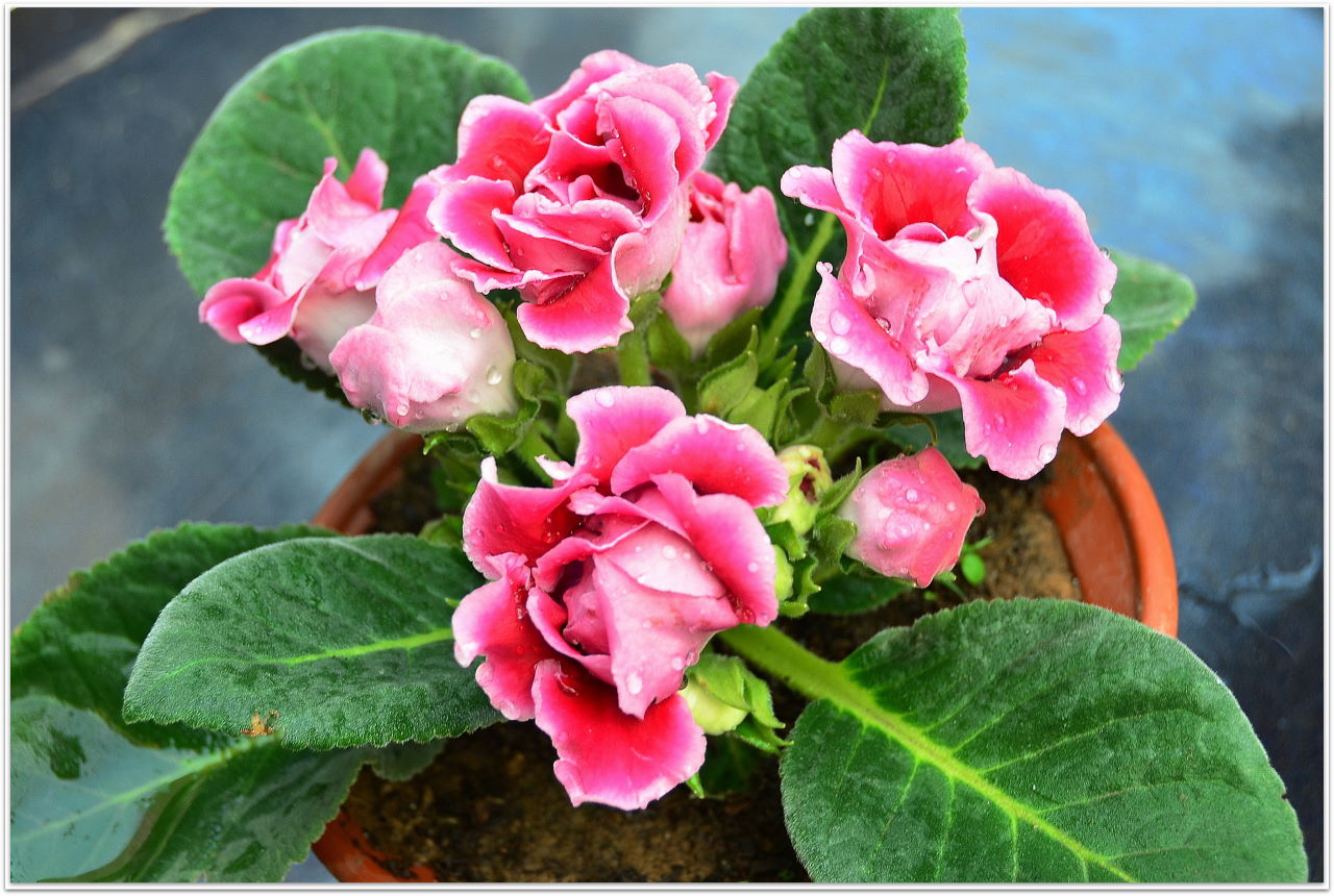 娇艳的盆栽芙蓉花