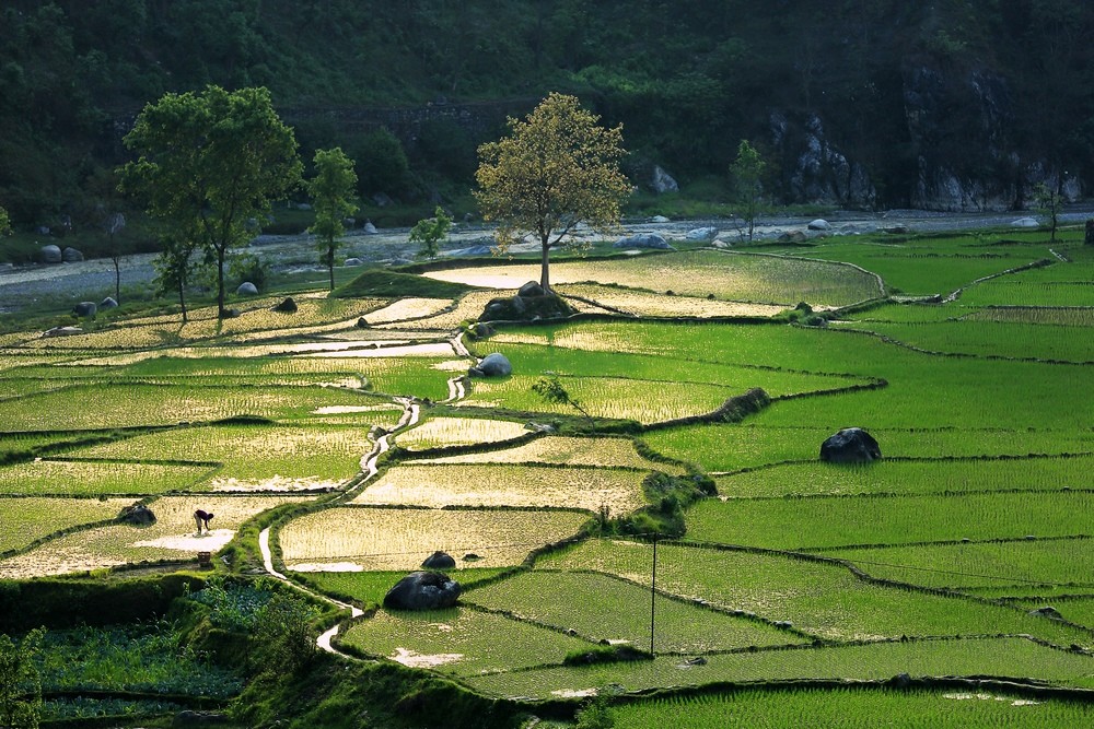 一缕春光照在田野上农夫忙着插秧,好一幅春耕图