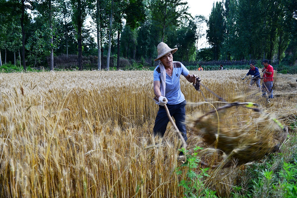 【即将消失的割麦工具——"掠子"】