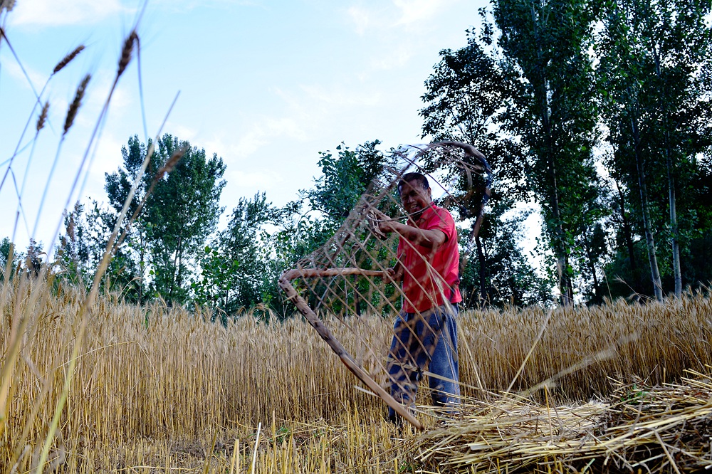 【即将消失的割麦工具——"掠子"】