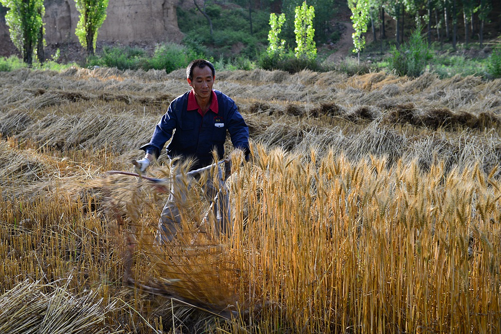 【即将消失的割麦工具——"掠子"】
